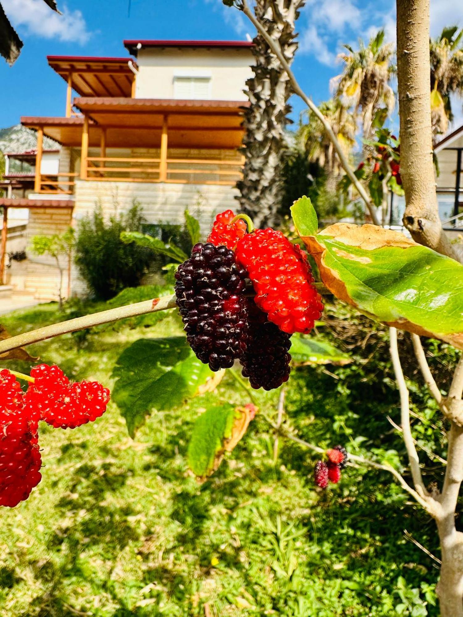 B&B Gelidonya
